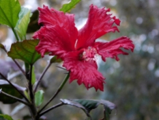 hibiscus red