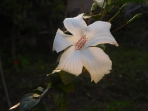 hibiscus-white